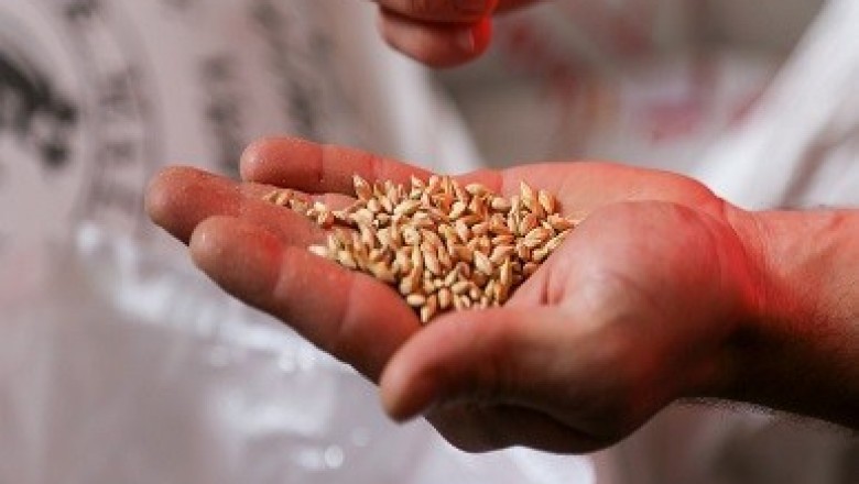 Biological Seed Treatment Market Trend - Fostering Sustainable Agriculture