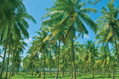 Organic coir growing media industry