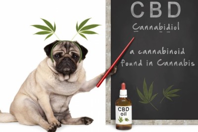Pet CBD