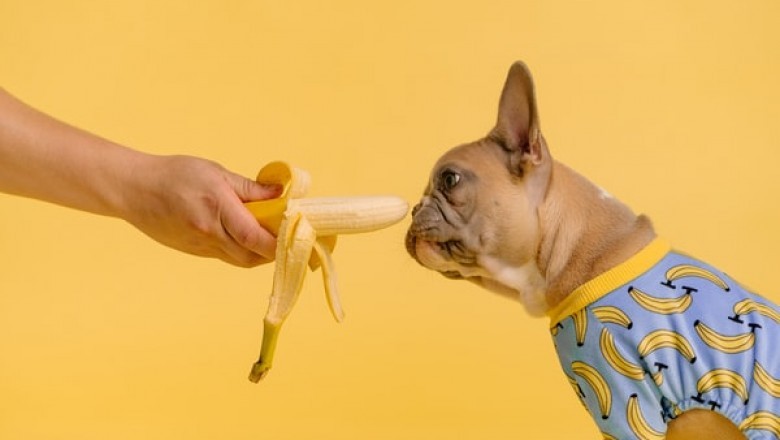 Should You Try and Give Your Pet Vegan Dog Food or Not?