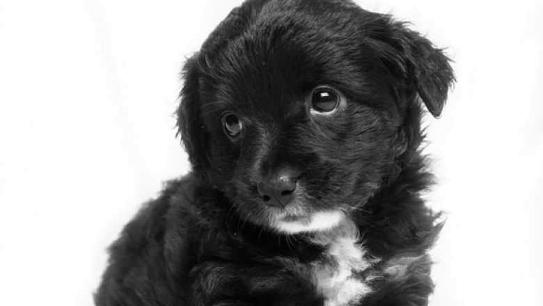 Why Should You Buy Puppy Training Pads and Other Supplies from an Online Shop?
