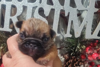Michelle Russell Dog Breeder