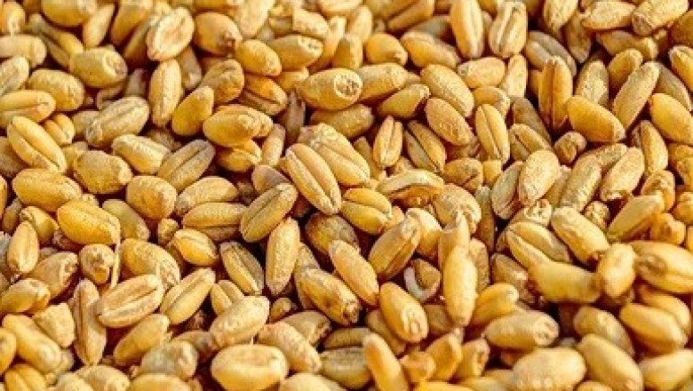 Biological Seed Treatment Market-An Overview