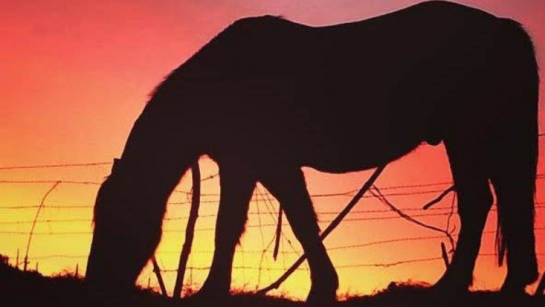 Newbie Horseback Riding