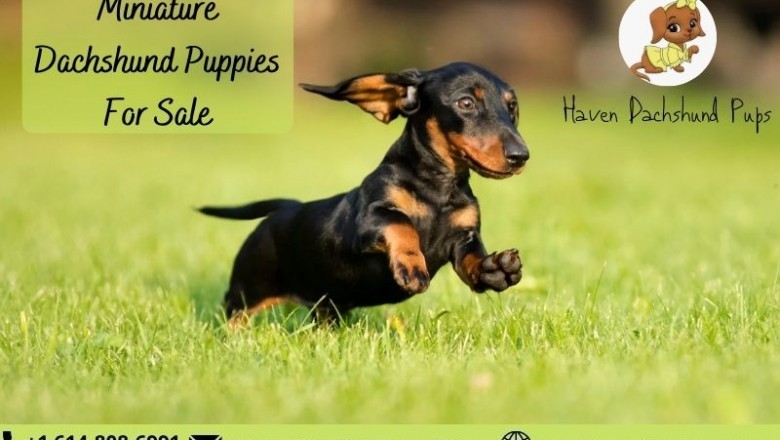 Miniature Dachshund Puppies For Sale