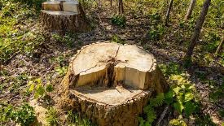 Picking out a Tree Service Professional