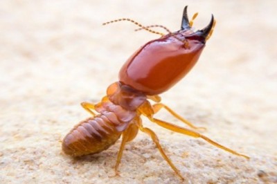 Pest control service