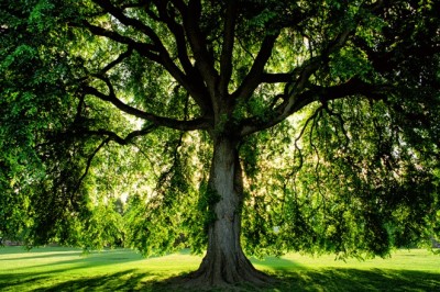 About Us - Tree Arborists Melbourne | ArborCraft Tree Service