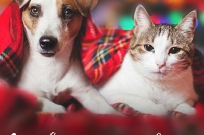 Christmas Sale Starts Now !!! Shop Pet Supplies at  10% + FREE SHIPPING