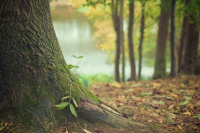 Mornington Peninsula Tree Works | ArborCraft Tree Services Melbourne