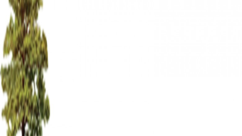 Tree Surgeons Bromley