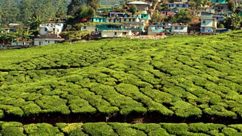 Munnar Tour Packages For 2 Days - Munnar 2 Nights 3 Days Package - Kerala Tourism