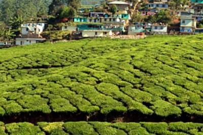 Munnar Tour Packages For 2 Days - Munnar 2 Nights 3 Days Package - Kerala Tourism