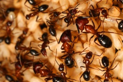 Ant Control Services Waterloo | pettypestcontrolservices