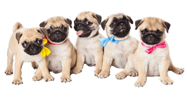 Buy Puppies Online-pugpuppyhome.com