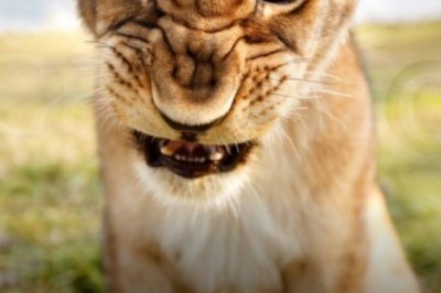 Gir National Park