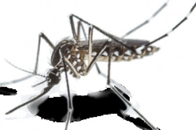mosquito treatment in Rosenberg