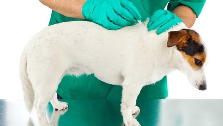 Increasing Adoption of Companion Animals and Increasing Expenditure on Animal Healthcare to Augment Growth of Animal Parasiticides Market