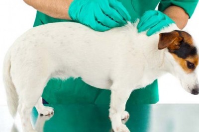 Increasing Adoption of Companion Animals and Increasing Expenditure on Animal Healthcare to Augment Growth of Animal Parasiticides Market