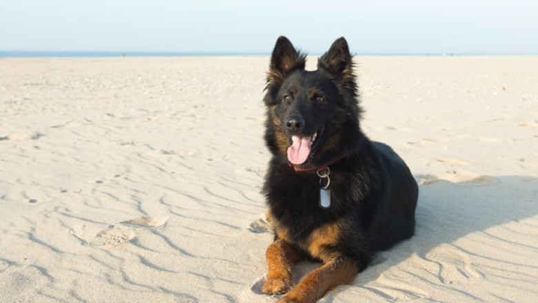 What Are Some of the Myths Behind Biopet Vegan Dog Food?
