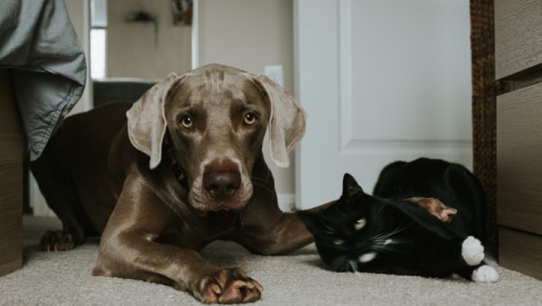 What Makes Ziwi Peak Dog Food a Great Option for Your Pet?