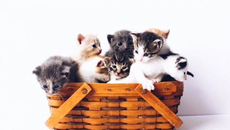 Which Cat Scratcher Is Best for Your Feline Friend?