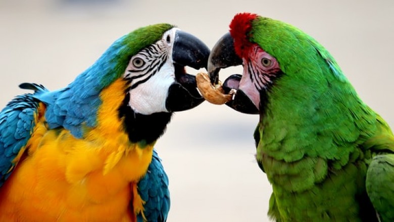 Why Is Vetafarm Bird Food So Different from Any Other Brand of Bird Food?