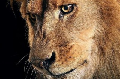 Are The Asiatic Lions Becoming More Dependent On Mankind Overtime?