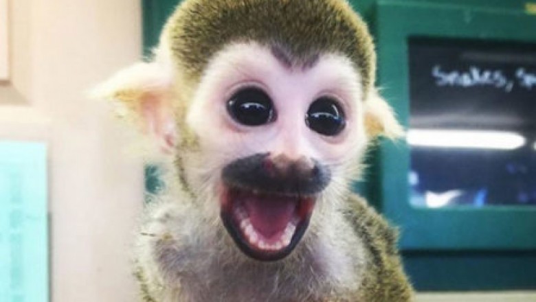 Squirrel Monkey for sale-majesticexotics