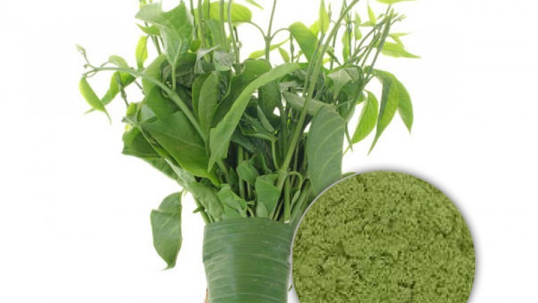Gymnema Extract powder 75%