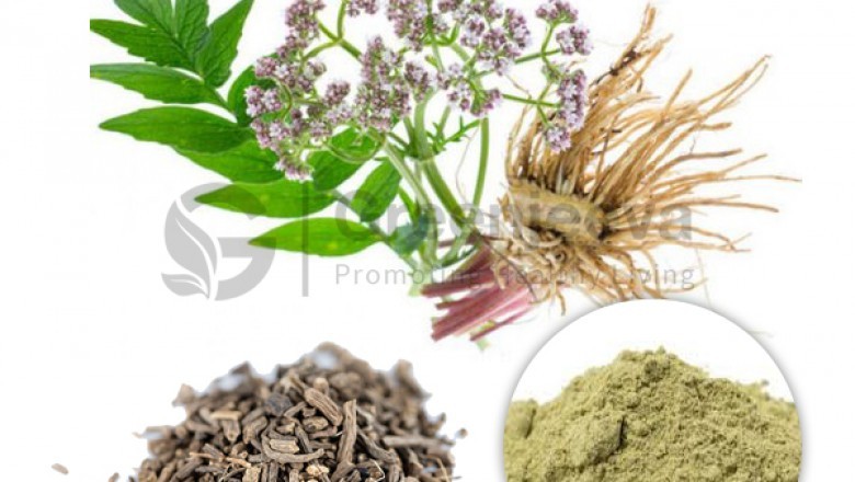 Organic Valerian Extract Powder 4:1