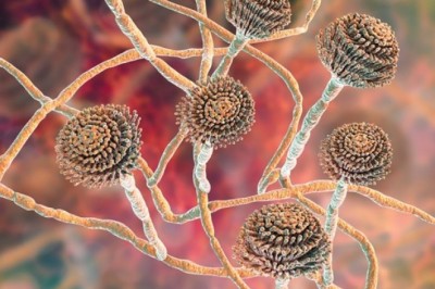 Cathepsin Inhibitors Market Size, Trends, Shares, Insights and Forecast – 2018-2026