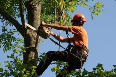 Professional Tree Felling in Cape Town
