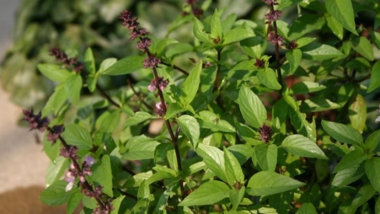 Global Basil Extracts Market is Growing Rapidly as Industry Leader Martin Bauer Group Completed Acquisition of a manufacturer of plant-based ingredients in the U.S. BI Nutraceuticals