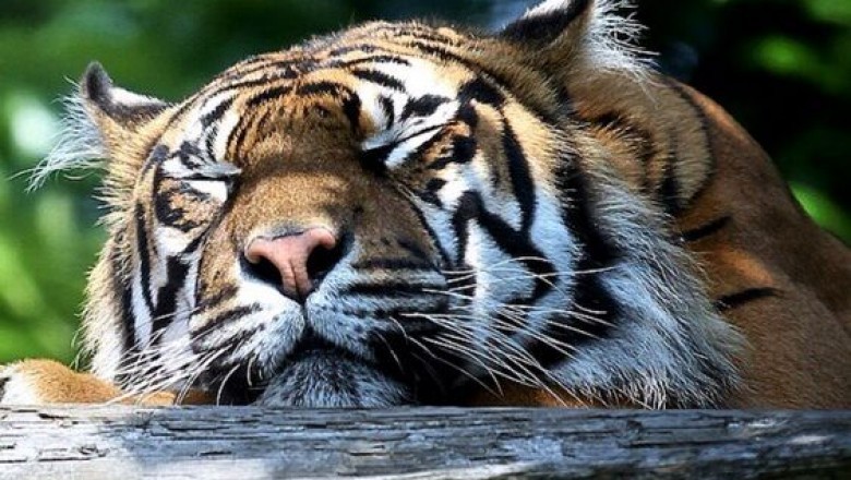 Ranthambore Jeep Safari
