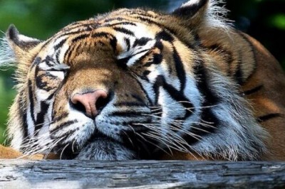 Ranthambore Jeep Safari