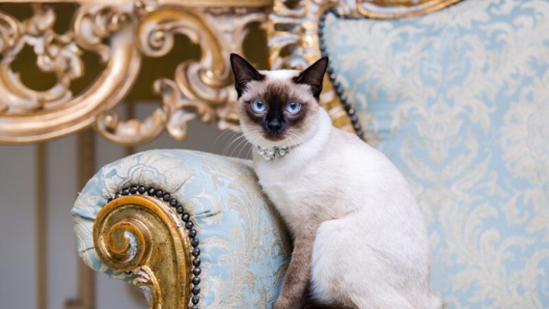 Guidelines For Obtaining a Secure But Cute Cat Collar