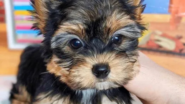 THE MOST AMAZING YORKIE PUPPIES