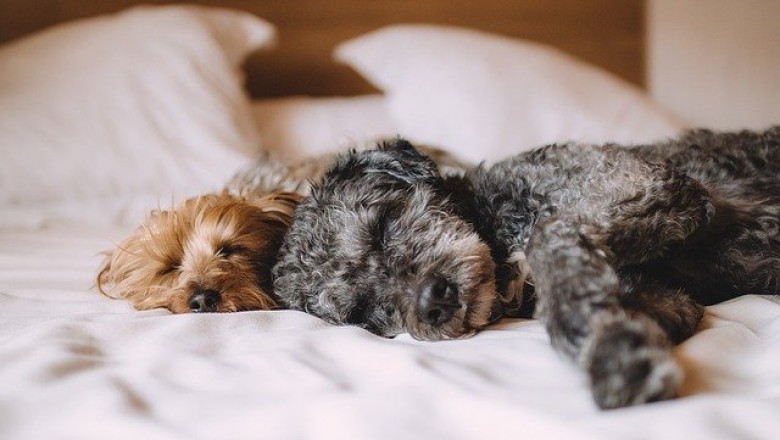 TOP 10 DOG BREEDS OF 2021