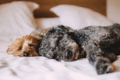 TOP 10 DOG BREEDS OF 2021