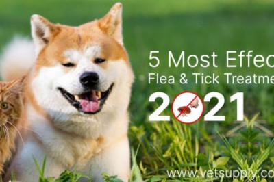 5 Most Effective Flea and Tick Treatments in 2021