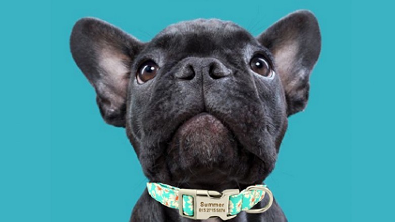 Buy pet accessories | pet clothes online