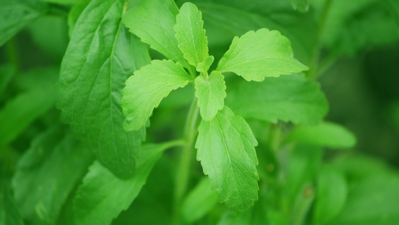 Future Trends in Stevia Market Forecast 2025