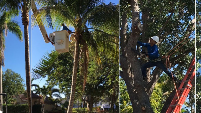 Why You Should Hire Coral Gables tree removal Services