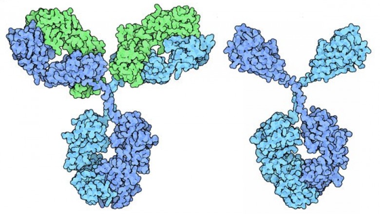 Nanobodies Market Size, Share, Outlook, and Opportunity Analysis, 2018– 2026