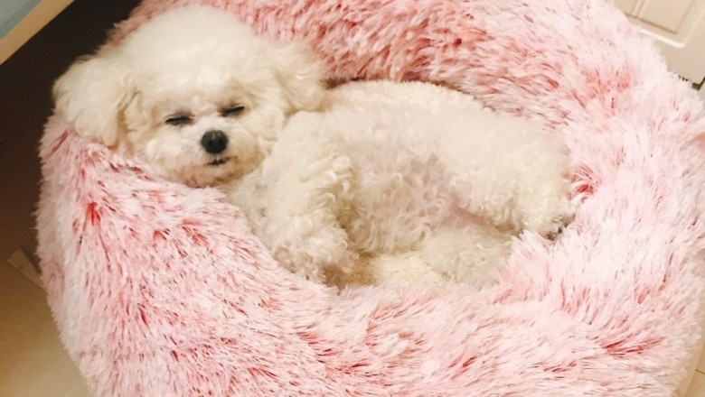 Calming Dog Bed - An Overview