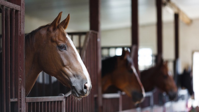 Equine Lessons Sacramento CA