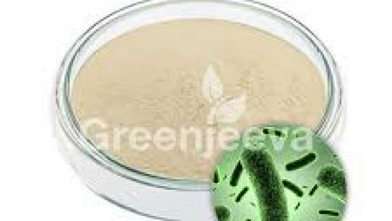 Bacillus Clausii