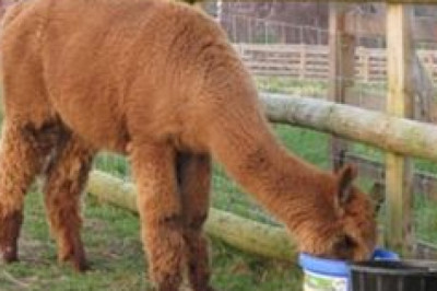 sheep mineral drench