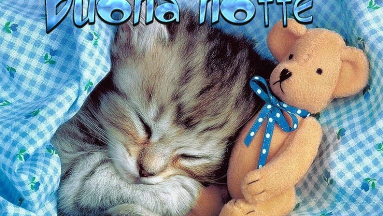 Adesivo 30 Cm Animal Service Per Auto - Fuffy Boutique